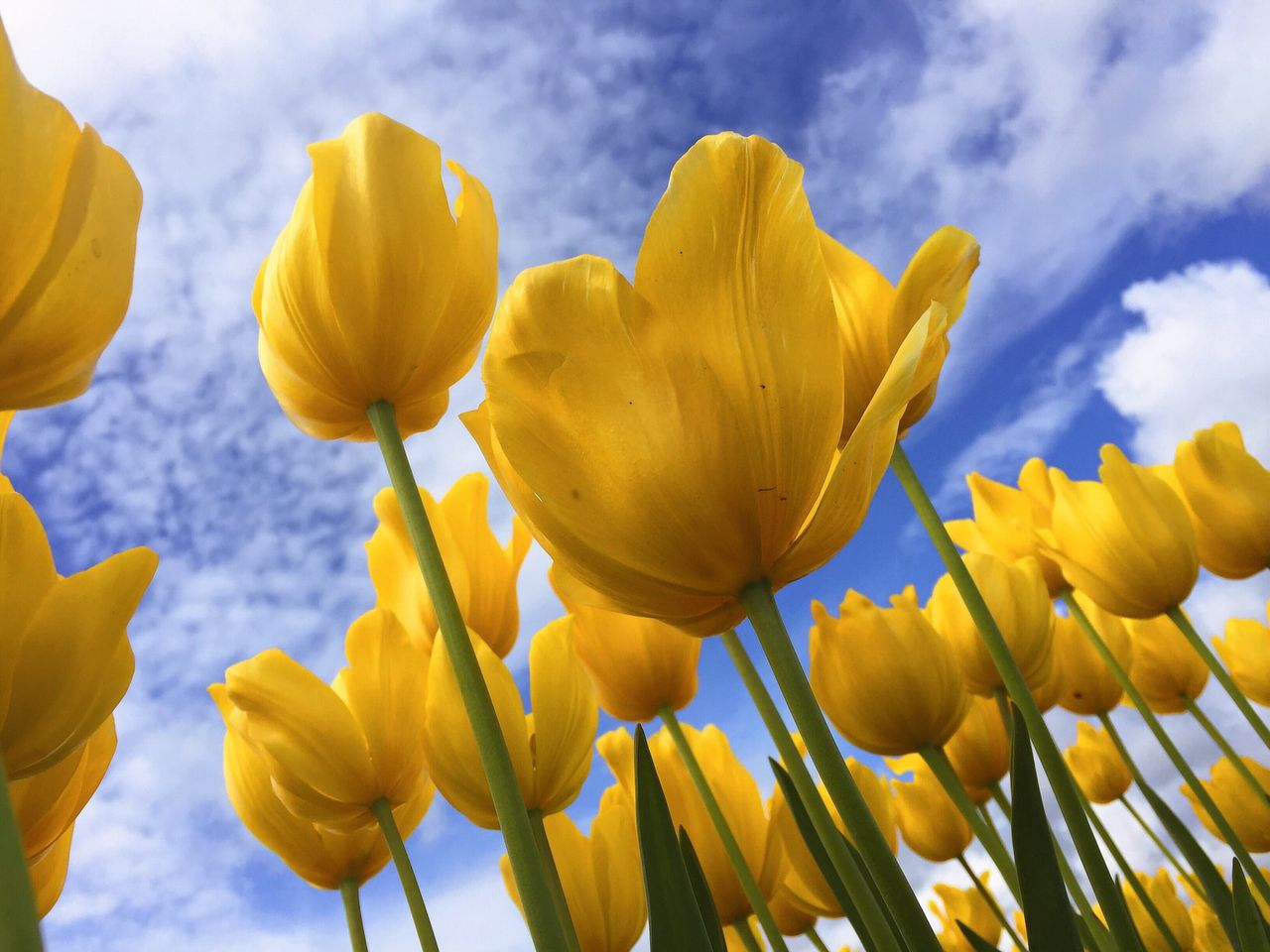 yellow-flowers